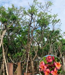 Cây-Hoa-Sứ-Đại-Hồng-Cam