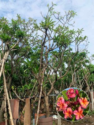 Cây-Hoa-Sứ-Đại-Hồng-Cam