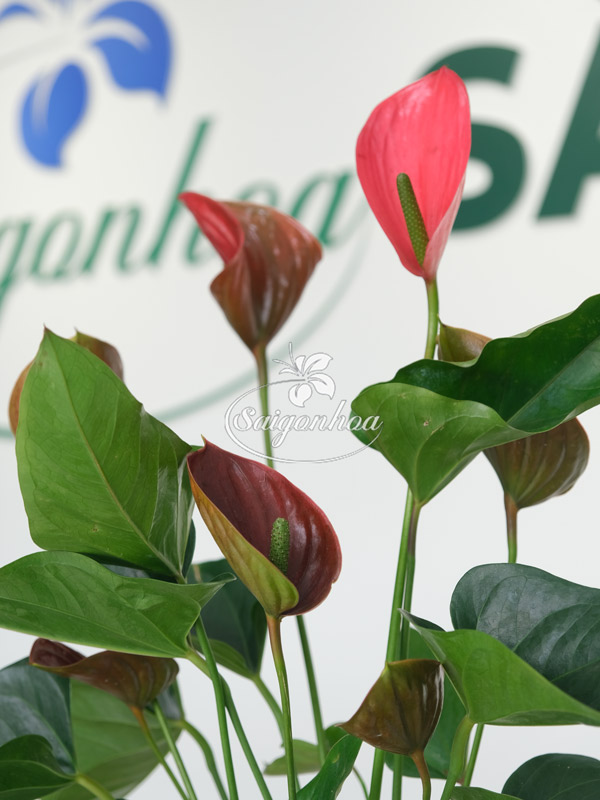 Hồng-môn-đỏ-1