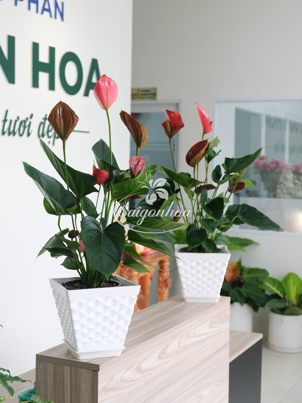 Hồng-môn-đỏ-3