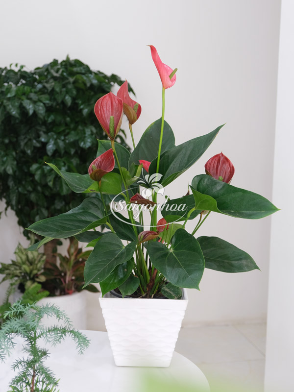 Hồng-môn-đỏ-4