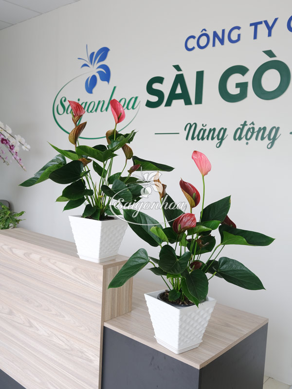 Hồng-môn-đỏ-5