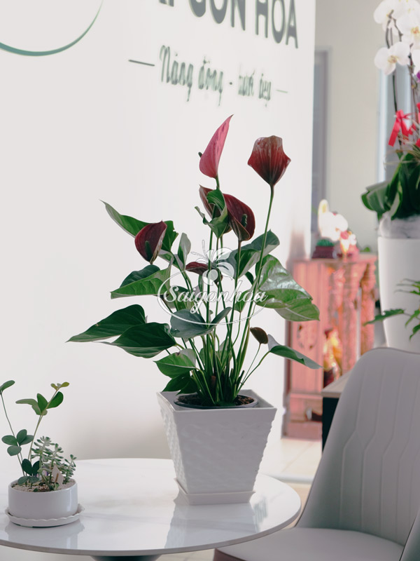 Hồng-môn-đỏ-8