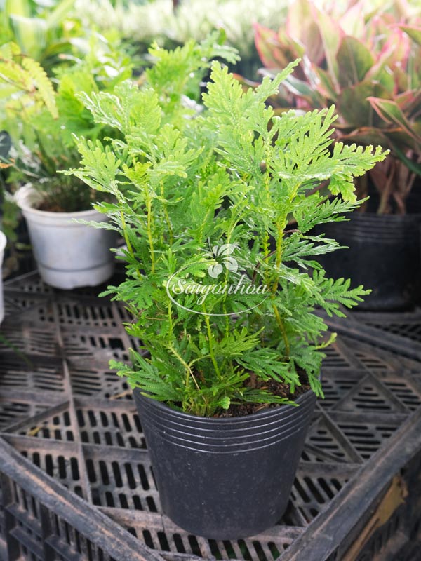 cây-dương-xỉ-rêu-1