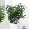 cay-thanh-huong-3