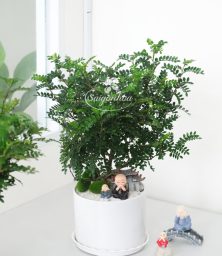 cay-thanh-huong-3