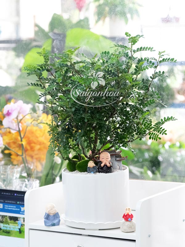 cay-thanh-huong-4