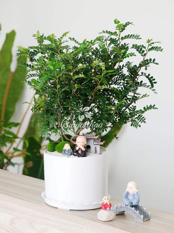 cay-thanh-huong-5