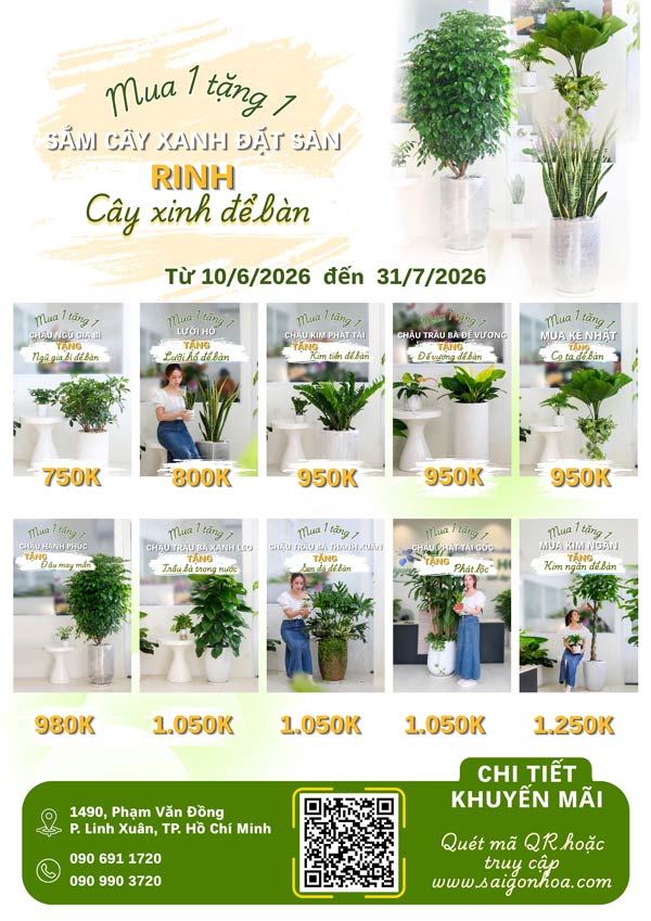 10 loại cây nội thất khuyến mãi 