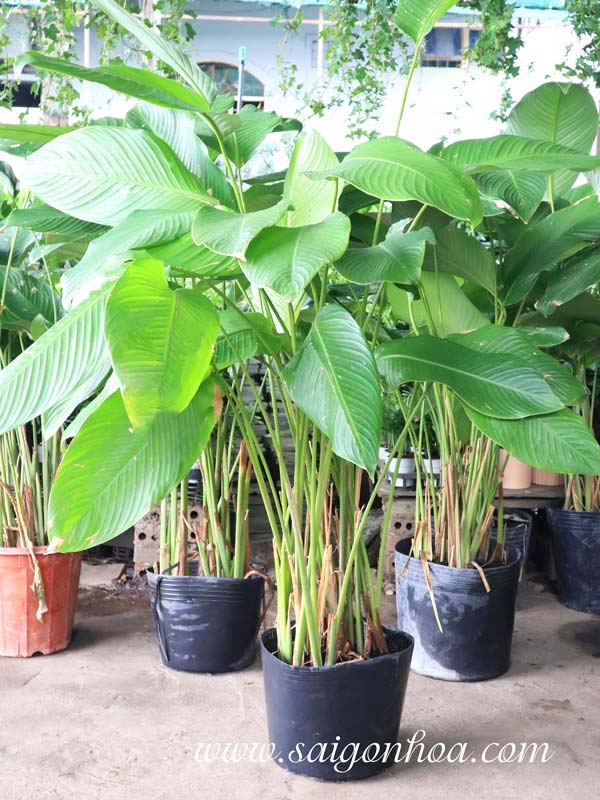 cây lá lớn