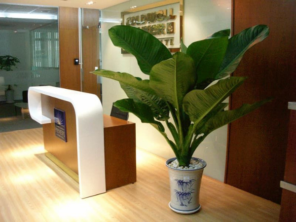 cây lá lớn