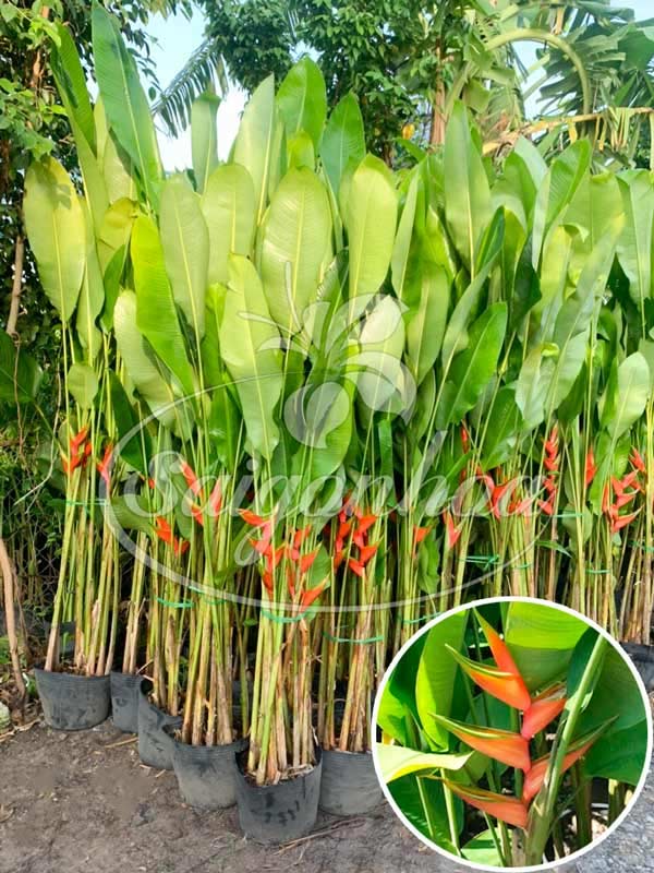 cây lá lớn