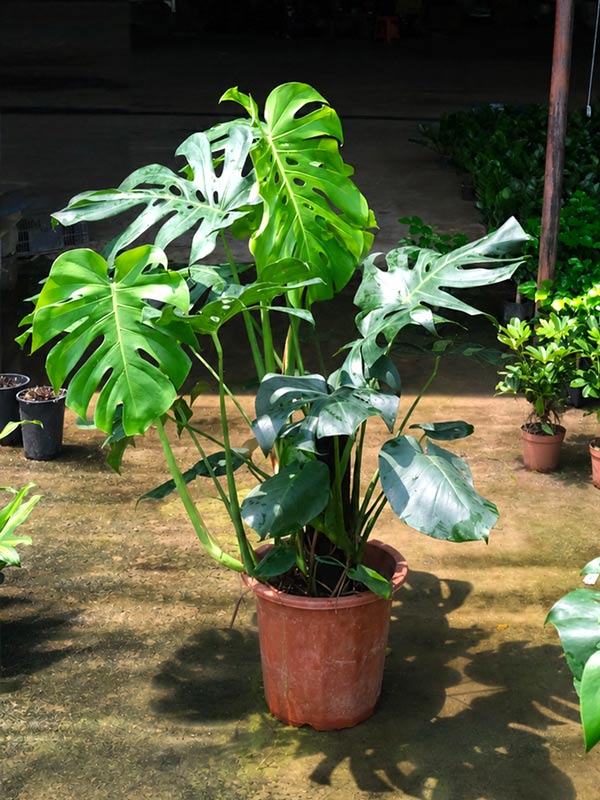 Cây Trầu Bà Lá Xẻ-Monstera Deliciosa