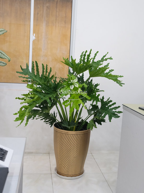 Chậu-Nhựa-Ống-Đồng-M34.5 
