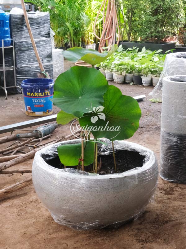 Chậu-đá-mài-tô-xám-M60xC30cm-2
