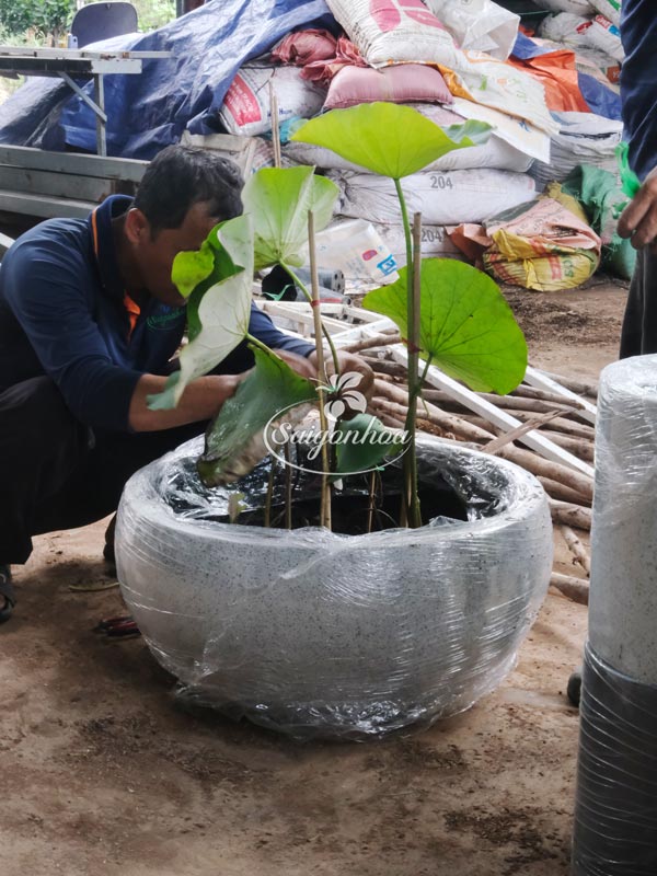 Chậu-đá-mài-tô-xám-M60xC30cm-5