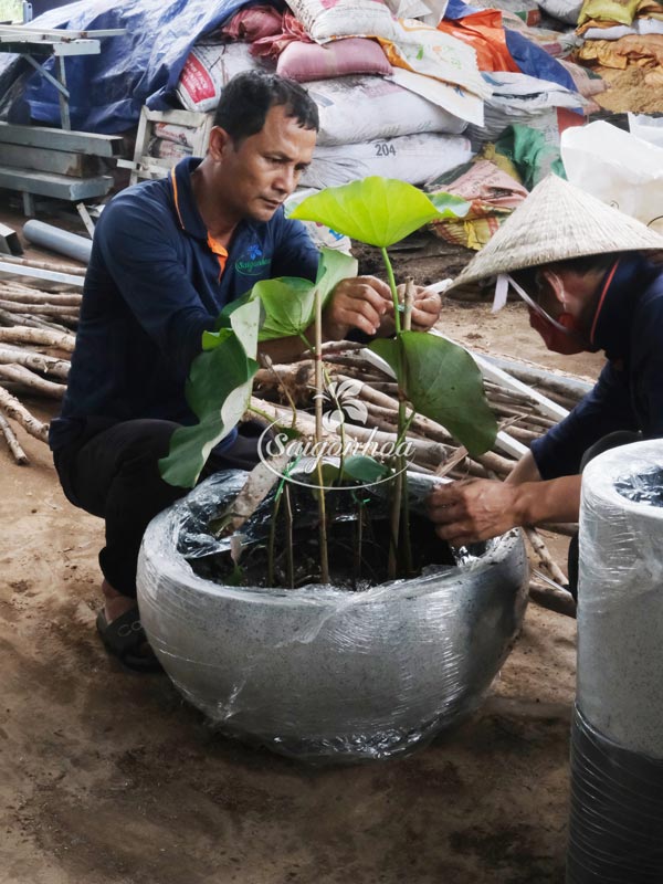 Chậu-đá-mài-tô-xám-M60xC30cm-6