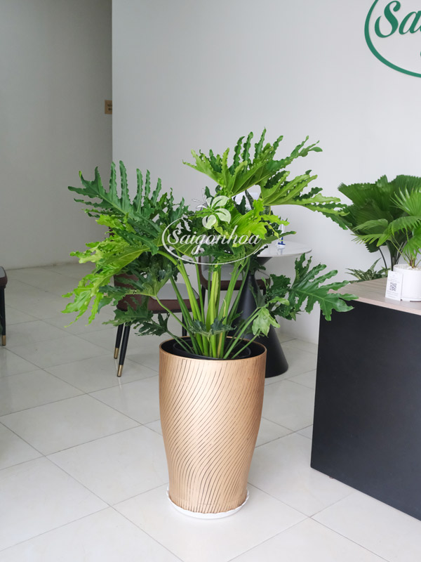 Chậu-nhựa-ống-đồng-M38-1