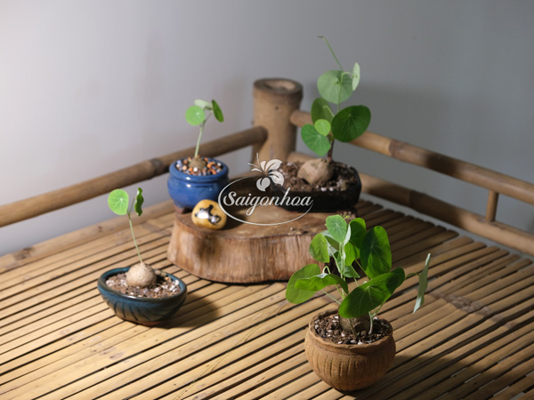 Củ-bình-vôi-11