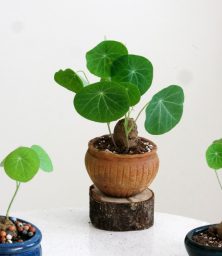 Củ-bình-vôi
