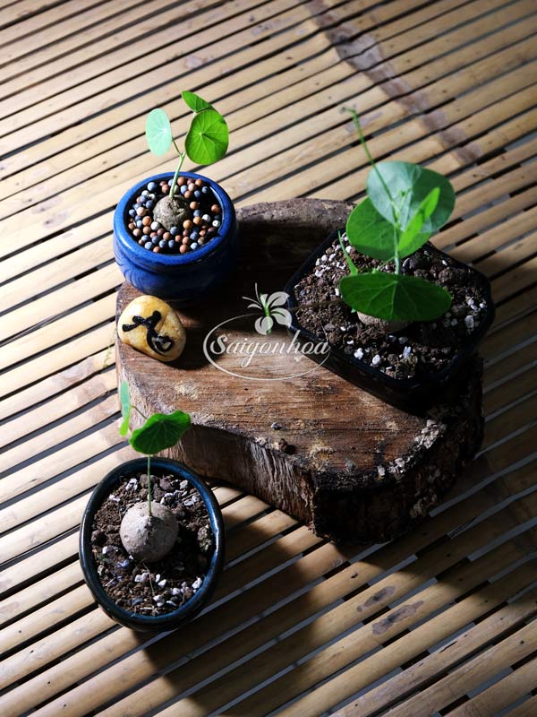 Củ-bình-vôi-6
