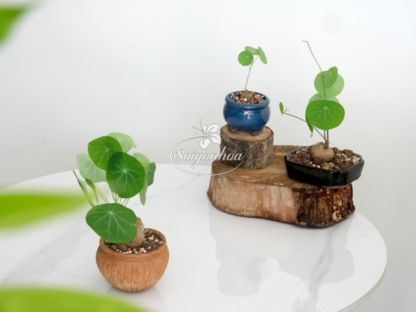 Củ-bình-vôi-7