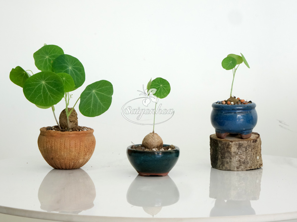 Củ-bình-vôi-8