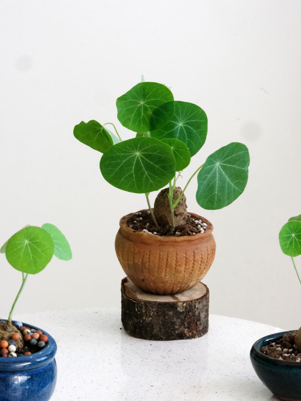Củ-bình-vôi