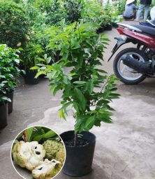 Mãng-Cầu-Na