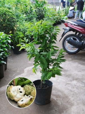 Mãng-Cầu-Na
