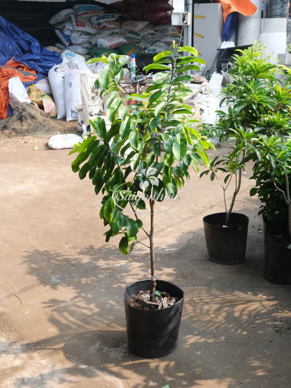 Mãng-Cầu-Xiêm-2