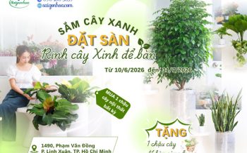 SÀI-GÒN-HOA-SẮM-CÂY-XANH-ĐẶT-SÀN,-RINH-CÂY-XINH-ĐỂ-BÀN