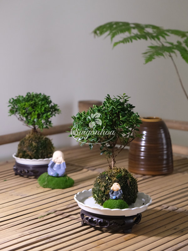 Tiểu-Diệp-Trong-Cầu-Rêu-2