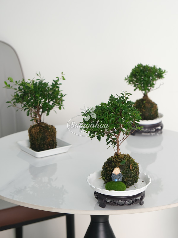 Tiểu-Diệp-Trong-Cầu-Rêu-5