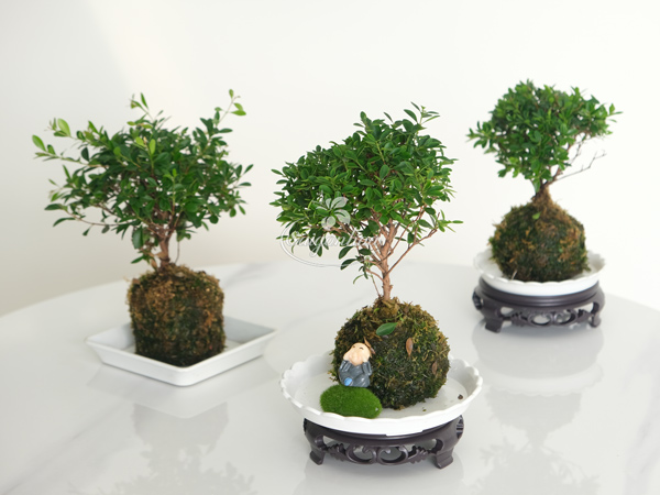 Tiểu-Diệp-Trong-Cầu-Rêu-7
