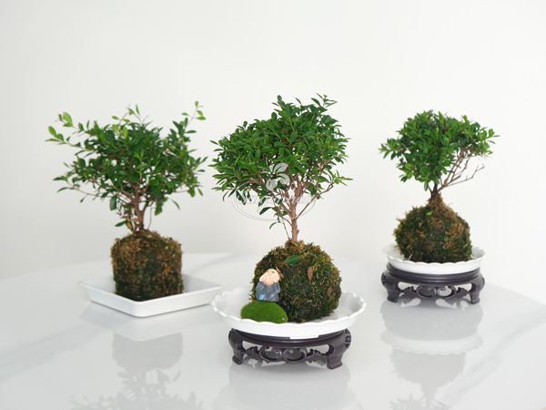 Tiểu-Diệp-Trong-Cầu-Rêu-8