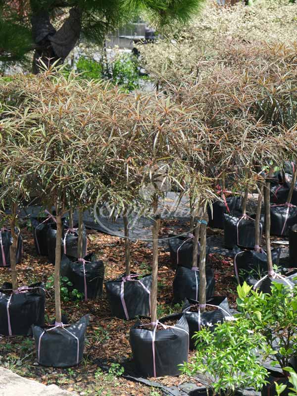 Cây Bàng Quý Phi Dáng Tree