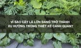 cây lá lớn