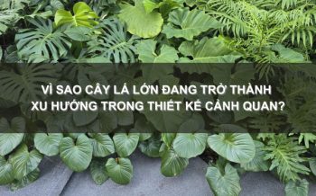 cây lá lớn