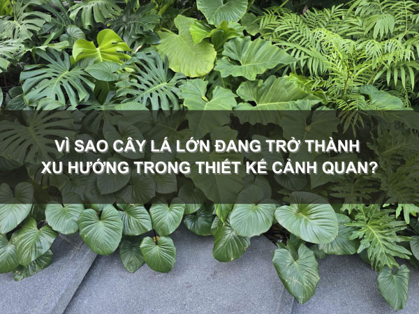 cây lá lớn