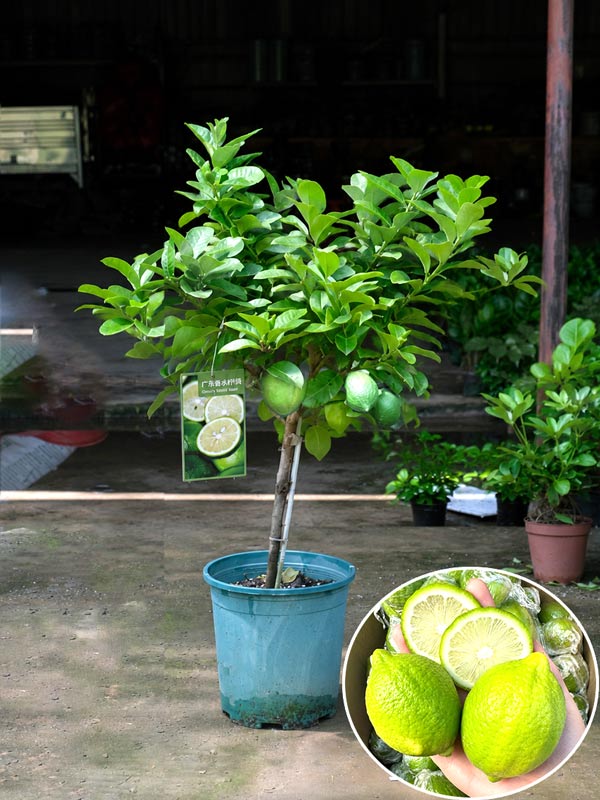 Cây Chanh Nước Hoa Dáng Tree