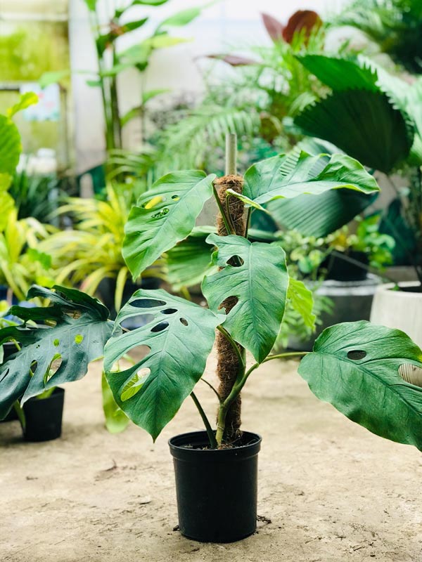 cây lá lớn