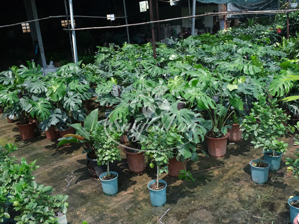 Cây Trầu Bà Lá Xẻ-Monstera Deliciosa