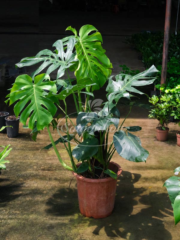 Cây Trầu Bà Lá Xẻ-Monstera Deliciosa