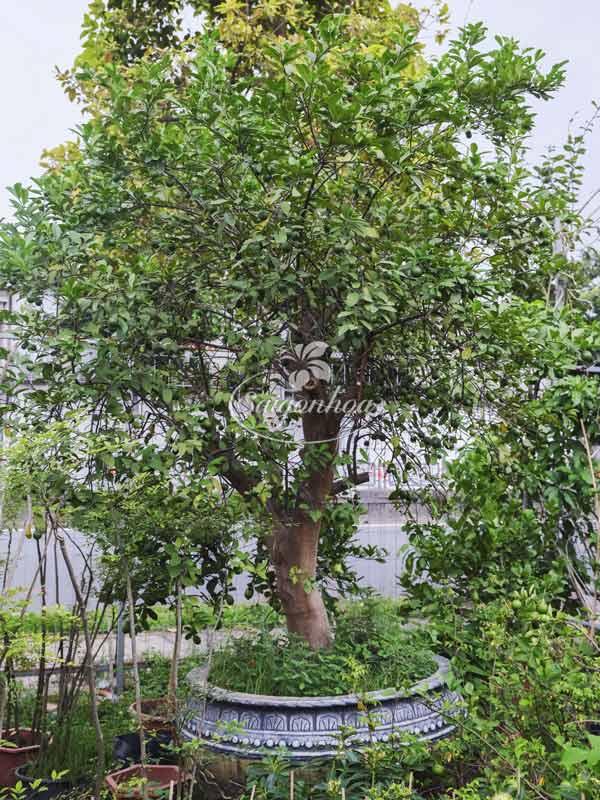 Cây Chanh Giấy Sân Vườn Biệt Thự