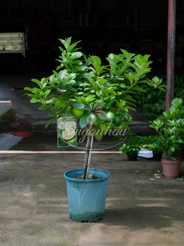 Cây Chanh Mỹ Một Cốt