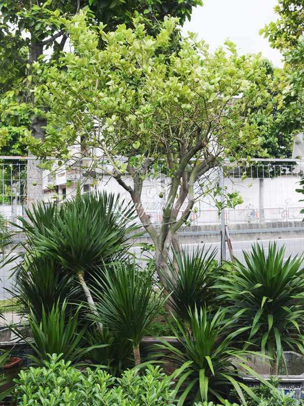 Cây Chanh Mỹ Vàng Trồng Biệt Thự
