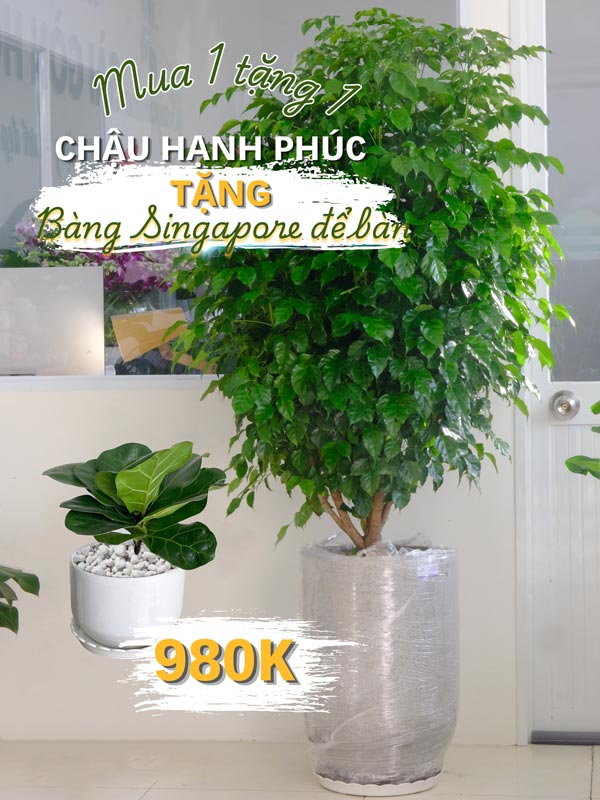 combo-hanh-phuc-bang-sing