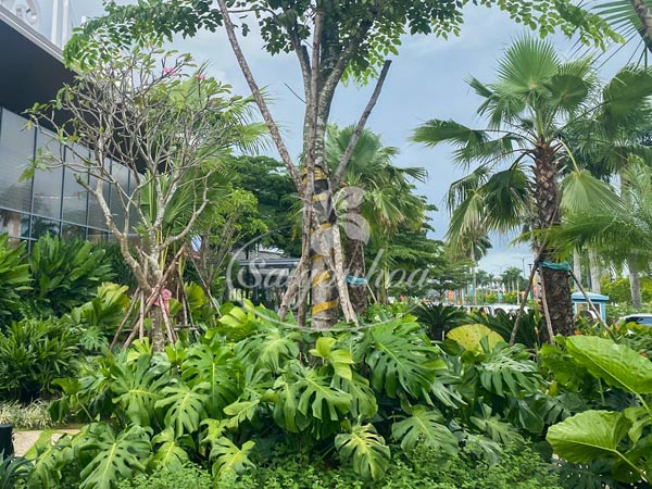 Cây Trầu Bà Lá Xẻ-Monstera Deliciosa