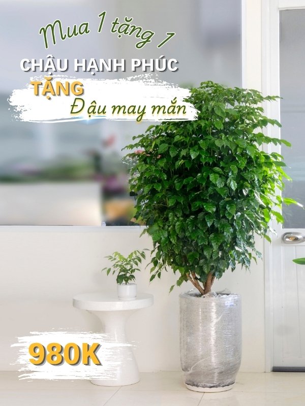 hạnh phúc & đậu may mắn